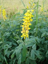 Image result for Crotalaria trichotoma