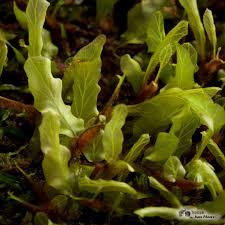 Image result for Crepidomanes