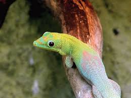 Gold dust day geckos reach lengths of 4.5 to 6, depending on subspecies. Breeding Gold Dust Day Geckos Reptiles Magazine