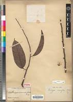 Image result for Diospyros crassiflora