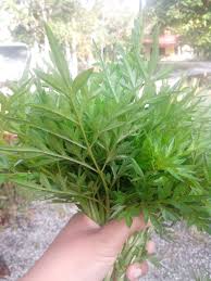 Istilah ulam raja apa artinya? Ulam Raja