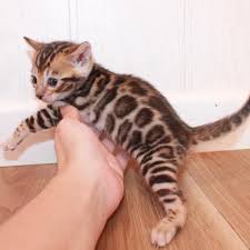 Hand raised and super sweet. Snow Bengal Cat Archives Exotic Kittens House