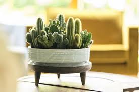 I was simply amazed by bach's cactus nursery! Houseplant Of The Month Cacti Pugh S Garden Centres