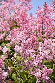 Miss Canada Lilac Syringa X Prestoniae Miss Canada At Dutch Growers Garden Centre Plants Miss Canada Syringa
