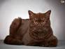 British Shorthair Kittens for Sale - Adoptapet