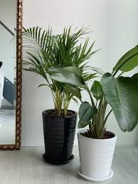 Find specimens priced as low as $2 on the online superstore, but you'll get what you pay for. 12 Online Shops That Deliver Plants In Malaysia
