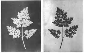 Fotografia De William Fox Talbot 1842 43 1ºherbario Fotografico Uso De Fotogramas Positivo E Negativo Fox Talbot Idees D Art Chromos
