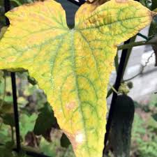 Image result for spider mites on cucumbers