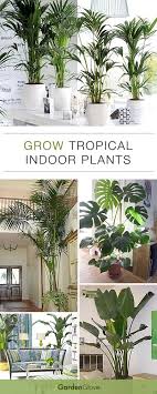 Grow Tropical Indoor Plants The Garden Glove Indoor Plants Plants Inside Plants