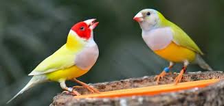 تفسير رؤية البطاطس في المنام ومعناه بالتفصيل. ÙƒÙŠÙ Ø£Ø¹Ø±Ù Ø°ÙƒØ± Ø§Ù„Ø­Ø³ÙˆÙ† Ù…Ù† Ø§Ù„Ø£Ù†Ø«Ù‰ Ù…ÙˆØ¶ÙˆØ¹