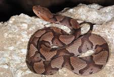 #copperhead #still has a green tail what a baby #so tiny #first day back and i'm already catching copperheads #disclaimer: Scdnr Wildlife Information