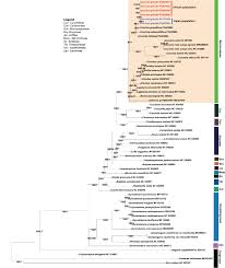 Image result for Coccinia subsessiliflora