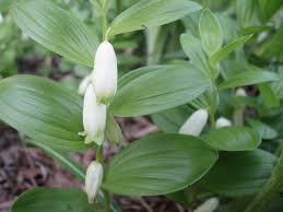 Seems to need a moister, shadier location than some other polygonatums or it will go dormant. Home Living Flowers Polygonatum Humile Dwarf Solomon Seal