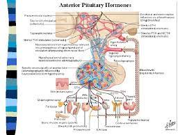 We did not find results for: Endokrin Kelenjar Endokrin Kelenjar Endokrin Kelenjar Yang Mengirimkan