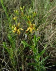 Image result for Hypericum lalandii
