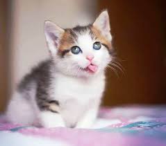 Maybe you would like to learn more about one of these? Gambar Wallpaper Kucing Lucu Banget 200019 Funny Cute Cats Kittens Cutest Kitten Pictures