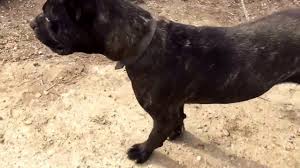 Pitbull Boxer Kirmasi Youtube