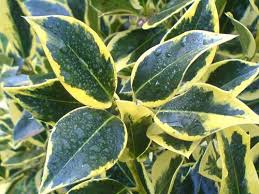 Check spelling or type a new query. Expert Advice On Growing Evergreen Holly In The Uk