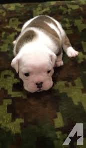 The bulldog club of america. English Bulldog Puppy For Sale Adoption Rescue For Sale In Ada Oklahoma Classified Americanlisted Com