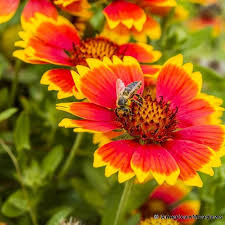 Blanket Flower Seeds Flower Seeds Wildflower Seeds Flowers