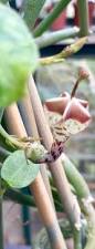 Image result for Ceropegia haygarthii