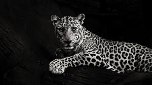 Check spelling or type a new query. Black And White Jaguar Hd Wallpaper Wallpapers Net