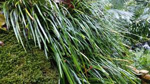 Image result for Vittaria reekmansii