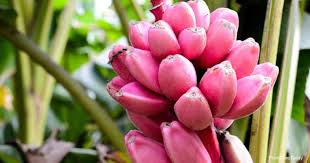 #zone 8 #gardening #homesteading #reduce reuse recycle #i was unbelievbly filthy after this. Pink Banana How To Grow And Care For Musa Velutina