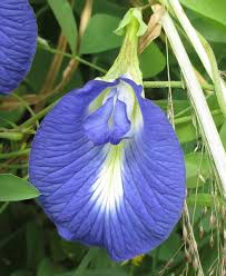 Image result for Clitoria
