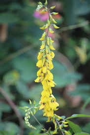 Image result for Crotalaria trichotoma
