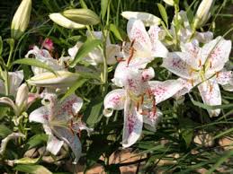 We did not find results for: Summer Flowering Bulbs Flower Bulbs That Bloom In Summer