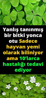 Yonca Bitkisi Onlarca Hastaliga Sifa Sunuyor Bitkisi Hastaliga Onlarca Sifa Sunuyor Yonca Otlar Saglikli Yasam Bitki