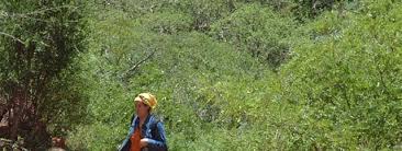 Image result for Emilia pseudactis