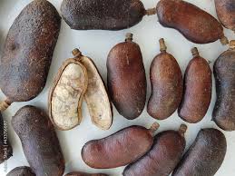 Image result for Hymenaea courbaril