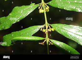 Image result for Pauridiantha