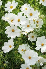 Cosmos Bipinnatus Purity Cosmos Flowers Moon Garden Open Flower
