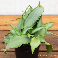 Image result for Murdannia stricta