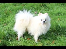Maybe you would like to learn more about one of these? White Pet White Pomeranian Dog Price Novocom Top