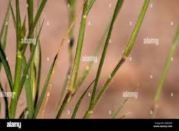 Image result for Enneapogon desvauxii