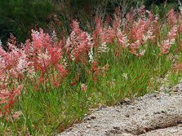 Image result for Melinis repens