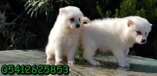 Samoyed Ozellikleri Samoyed Samoyed Yavrusu Hayvanlar