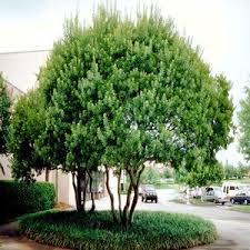 Image result for Myrica serrata
