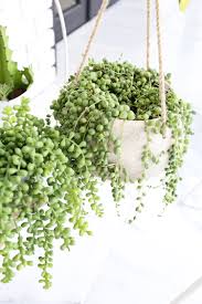 Artificial flowers are fake flowers made of crumpled paper, silk, plastic, or crystal. Are You Faux Real How To Find The Most Convincing Faux Plants A Beautiful Mess