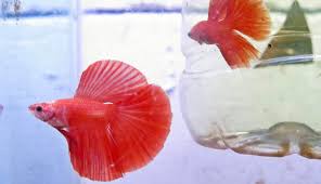 Pilihan ikan juga sangat terhad. Tekuni Bisnis Ikan Hias Mahasiswa Uns Solo Ini Raup Puluhan Juta