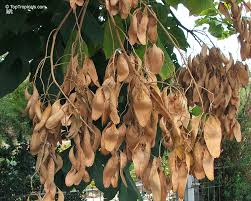 Image result for Firmiana