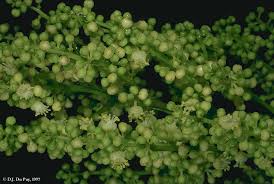 Image result for Macphersonia