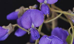 Image result for Cleistanthus polystachyus