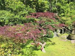 It is a highly variable species, and botanists have used different definitions of the species to include or exclude trees native to certain areas. Trees For Small Gardens Deciduous Evergreen Topiary Choices