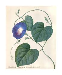 Image result for Ipomoea aquatica