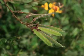 Image result for Argyrolobium tomentosum